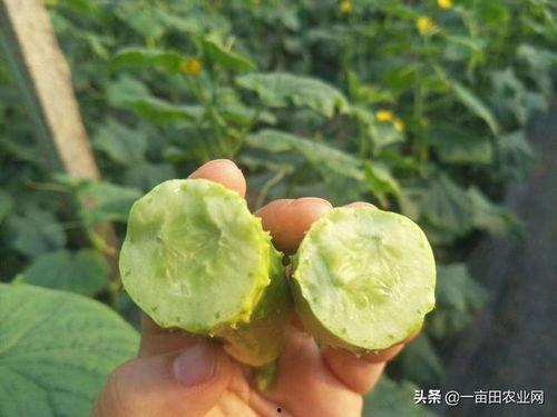 白玉瓜可以怎么吃,创意烹饪新体验