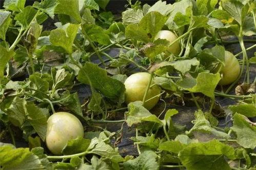 白玉瓜可以怎么吃,创意烹饪新体验