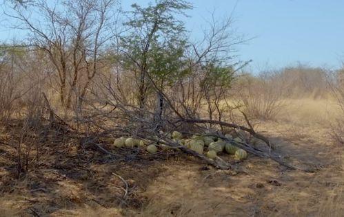 雪圈大型吃瓜现场,大型吃瓜现场，揭秘冬日狂欢背后的秘密