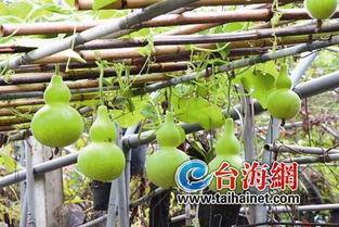 葫芦瓜叶怎么吃,营养美味尽在掌握