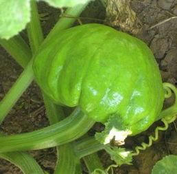 葫芦瓜叶怎么吃,营养美味尽在掌握