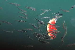 小鱼吃瓜群众,揭秘网络舆论场的众生相