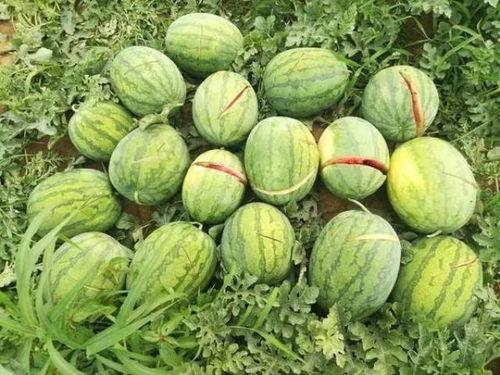 2岁吃福寿瓜吐,揭秘瓜果安全食用指南