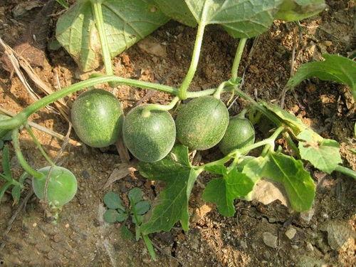 浆瓜怎么吃,探索美味与营养的完美融合