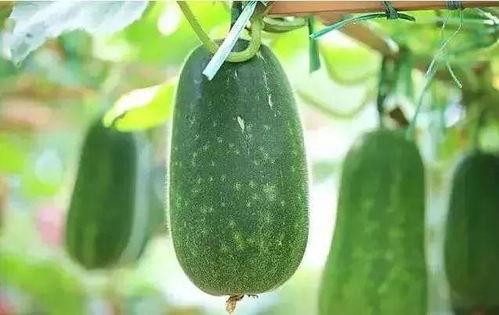 吃瓜芽的南瓜种子,吃瓜芽的南瓜之旅