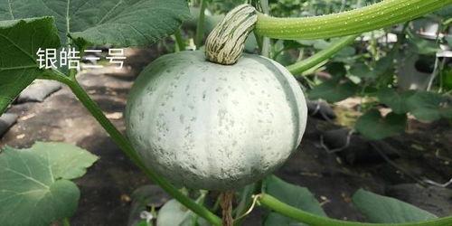 吃瓜芽的南瓜种子,吃瓜芽的南瓜之旅