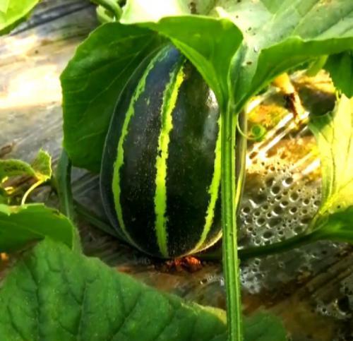 杭埠吃瓜,揭秘当地特色美食背后的故事