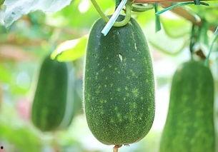 五花吃瓜,揭秘娱乐圈的幕后故事