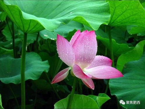 莲花楼吃瓜壁纸