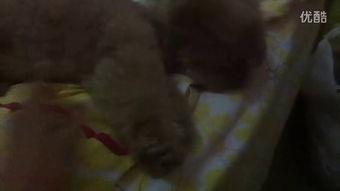 东北姐姐吃瓜视频,揭秘娱乐圈幕后故事