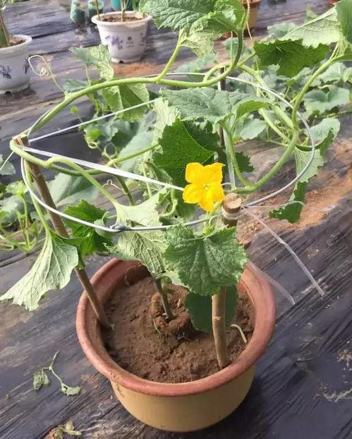 青州摄影吃瓜,捕捉光影中的吃瓜乐趣