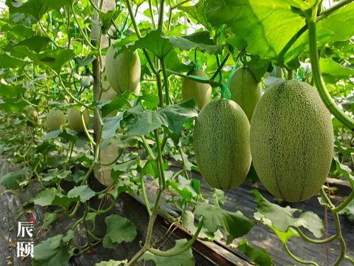 吃瓜资源站,带你领略网络娱乐的无限魅力