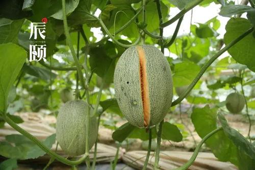 吃瓜资源站,带你领略网络娱乐的无限魅力