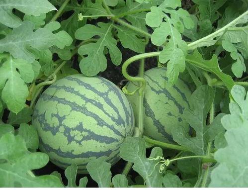 吃瓜大料全集,揭秘娱乐圈幕后真相