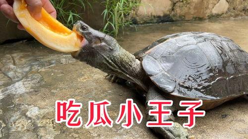 小王在线吃瓜,揭秘娱乐圈幕后风云