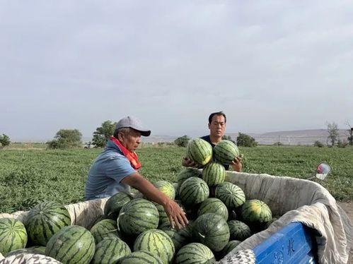 兰花城吃瓜,一场别开生面的吃瓜盛宴