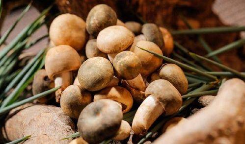 qq南北吃瓜,揭秘网络热议背后的真实故事