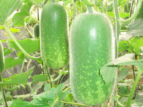 吃瓜不信瓜2008,真相与谣言的较量