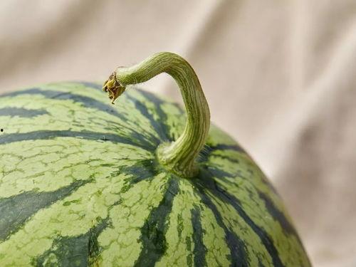 上海吃瓜情侣,一场味蕾与爱情的邂逅