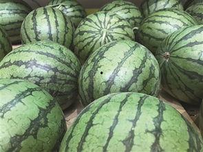 快乐番薯吃瓜,揭秘娱乐圈的甜蜜与苦涩