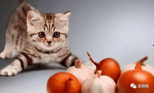 猫咪吃梨瓜,梨瓜美食之旅