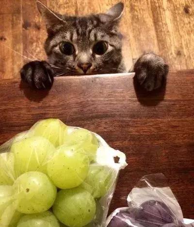 猫咪吃梨瓜,梨瓜美食之旅