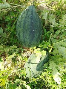 吃瓜活动名称,一场全民参与的美食狂欢盛宴