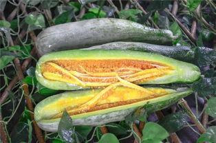 网红黄色吃瓜,一场黄色风暴的狂欢