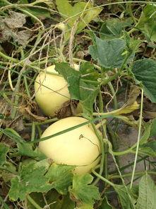 头瓜可以吃吗,揭秘其食用价值与烹饪技巧