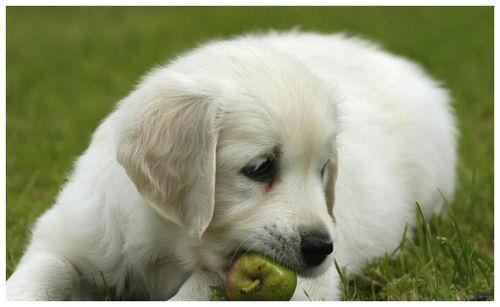 狗可以吃瓠子瓜,瓠子瓜，狗狗的新宠