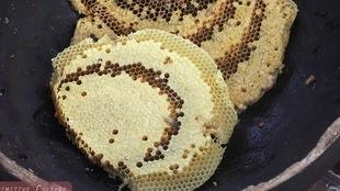 什么虫子吃瓜须,揭秘瓜须虫的生态习性