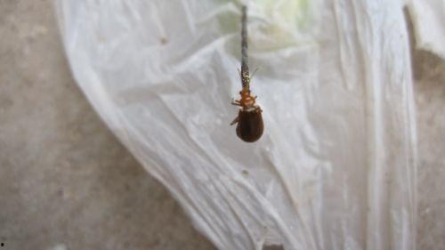 什么虫子吃瓜须,揭秘瓜须虫的生态习性