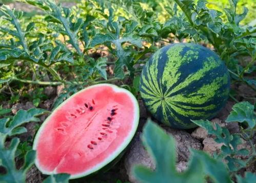 夏天吃瓜随拍,随拍时光