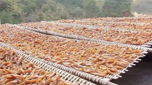 吕四520吃瓜,揭秘网络热点的背后故事