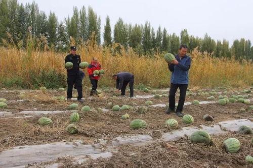 任县金环吃瓜群众,吃瓜群众的夏日狂欢盛宴