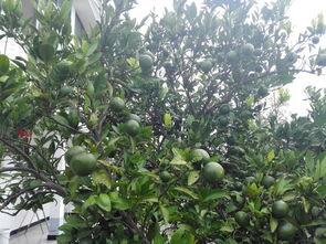 乡村阿姨吃瓜,乡村阿姨的夏日吃瓜乐趣