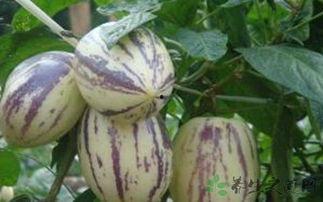 怀孕吃茄瓜好处,茄瓜的营养益处与食用建议