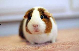 豚鼠吃不吃哈密瓜