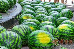 诸暨农林大学吃瓜