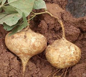 清凉土瓜怎么吃,夏日消暑美食新体验