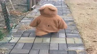 自我吃瓜基地,网络热点的诞生与传播