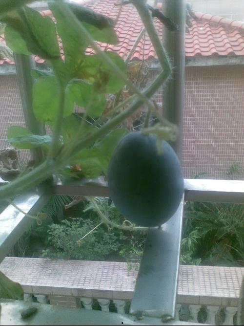 趴在阳台上吃瓜,夏日悠闲时光的惬意体验