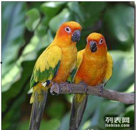 金太阳鹦鹉吃瓜  第1张