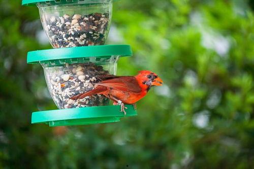 金太阳鹦鹉吃瓜  第2张