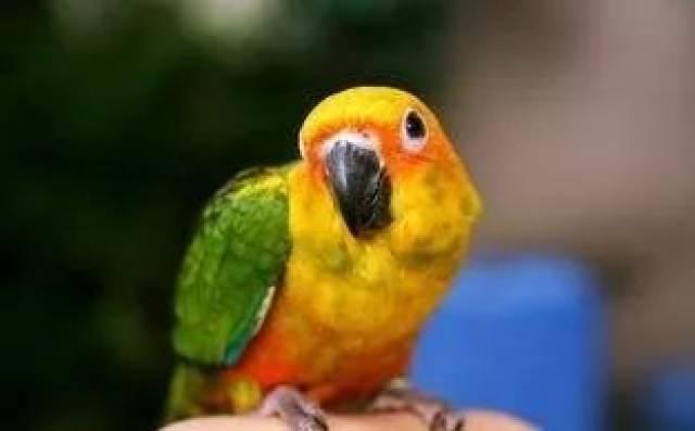 金太阳鹦鹉吃瓜  第3张