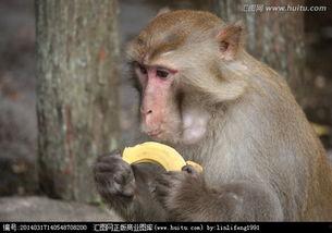 口才表演猴子吃瓜,一场口才与智慧的较量  第3张