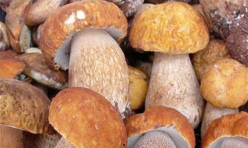 吃瓜的菌菌,网络红人的崛起与影响力