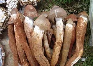 吃瓜的菌菌,网络红人的崛起与影响力  第2张