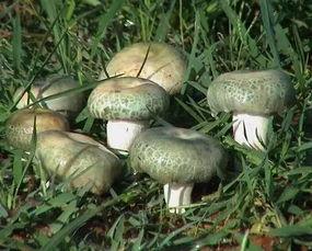 吃瓜的菌菌,网络红人的崛起与影响力  第3张