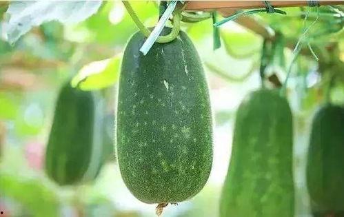 航宝吃瓜  第2张